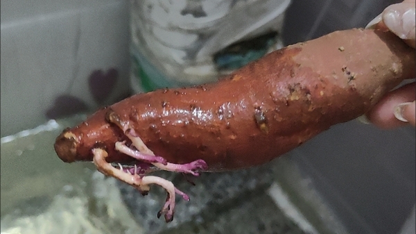 成都西三环的高端养老院一暄康养告诉你发芽的食物能不能吃？-发芽红薯