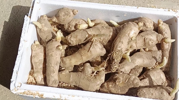 成都西三环的高端养老院一暄康养告诉你发芽的食物能不能吃？-发芽生姜