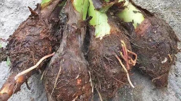 成都西三环的高端养老院一暄康养告诉你发芽的食物能不能吃？-芋头