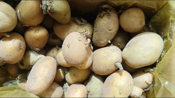 成都西三环的高端养老院一暄康养告诉你发芽的食物能不能吃？ 1