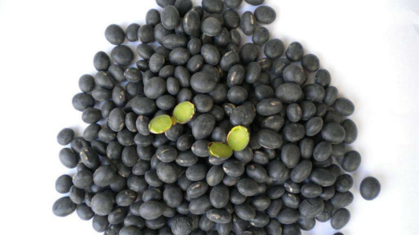 成都养老院经验分享：黑豆一把胜过吃药一堆，一暄康养为您揭晓黑豆的食疗功效（下）4