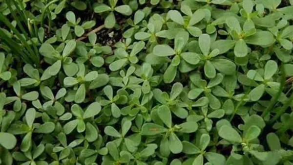 成都养老院一暄康养推荐4道野菜食谱帮助提高免疫力（7）-野菜2