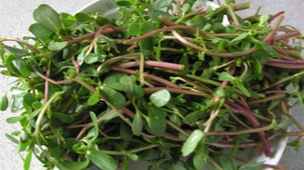 成都养老院一暄康养推荐4道野菜食谱帮助提高免疫力（7）-野菜1