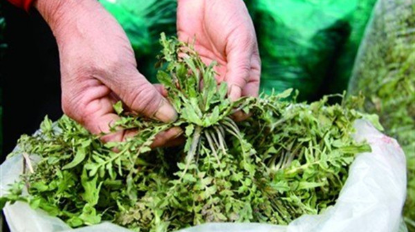 成都金牛区养老院一暄康养推荐4道野菜食谱帮助提高免疫力（2）