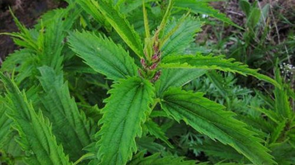 成都金牛区养老院一暄康养推荐4道野菜食谱帮助提高免疫力（3）