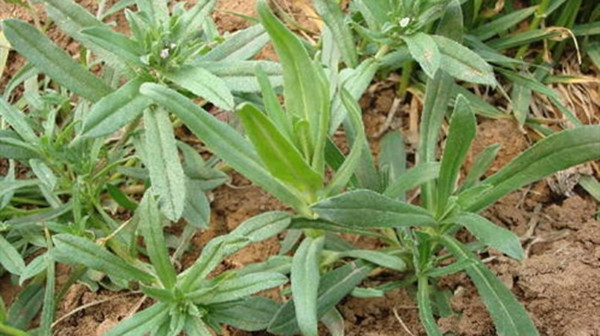 成都养老院一暄康养推荐4道野菜食谱帮助提高免疫力（2）-野菜2