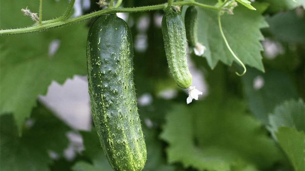 成都金牛区养老院一暄康养分享食材大百科-黄瓜1