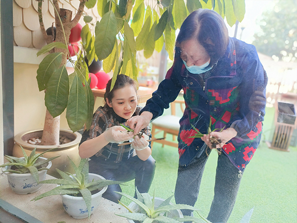 成都天府新区养老院一暄康养海洋公园（南门）院种植芦荟