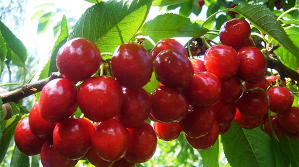 成都养老院为大家推荐适合夏季吃的水果——樱桃