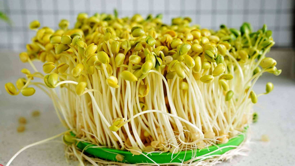 成都金牛区养老院一暄康养分享食材大百科——黄豆芽