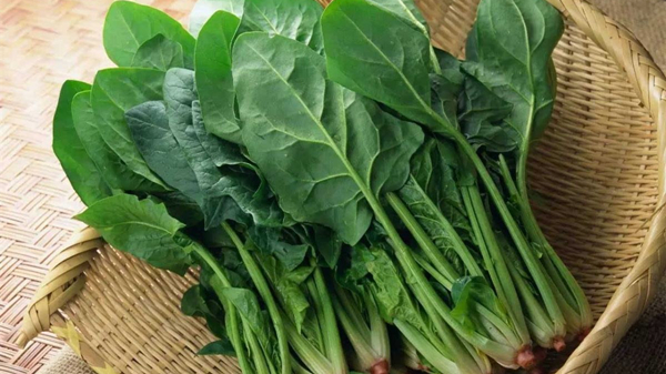 成都金牛区养老院一暄康养分享食材大百科-菠菜