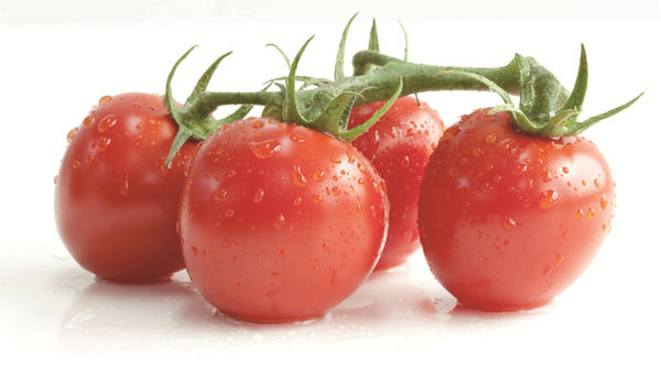 成都养老院夏季时令蔬菜推荐——西红柿