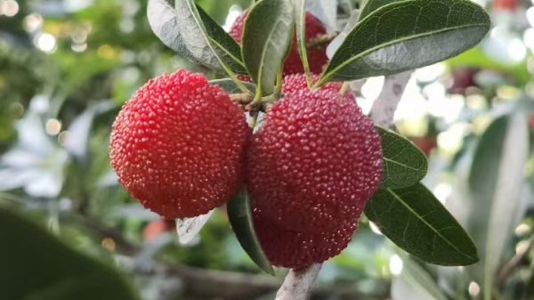 成都养老院|一暄康养-适合的季节给老人吃适合的东西（五）
