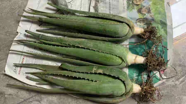 成都高端养老院经验分享家庭清火排毒蔬菜推荐——芦荟