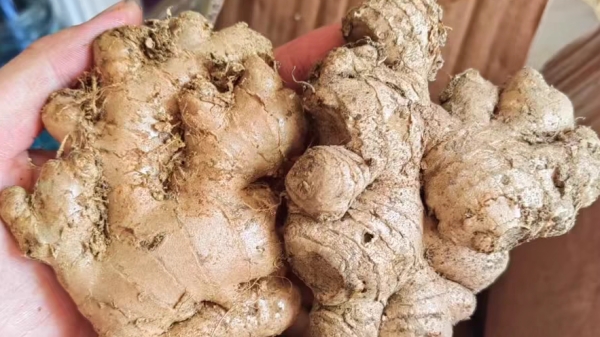 成都高端养老院经验分享-一暄康养-建议用于家庭清火排毒的蔬菜-生姜2