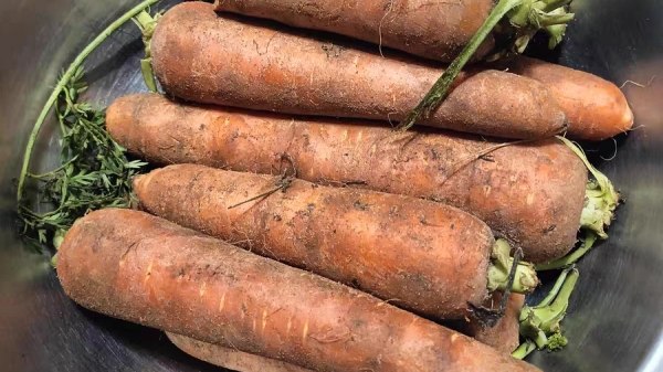 成都养老院经验分享：可以预防癌症的食物和蔬菜——胡萝卜