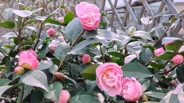 毗邻青羊的高端养老院经验分享，春季花草推荐：茶花（下）