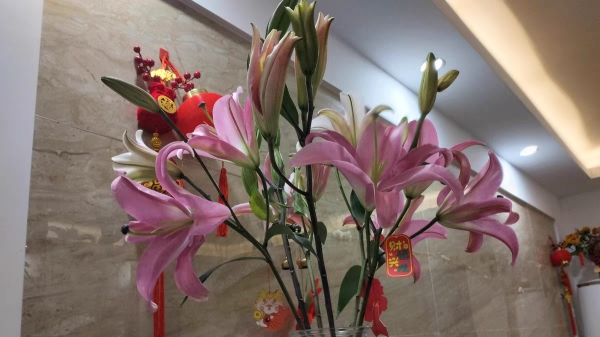 毗邻青羊的高端养老中心经验分享，春季花草推荐：香水百合（中）