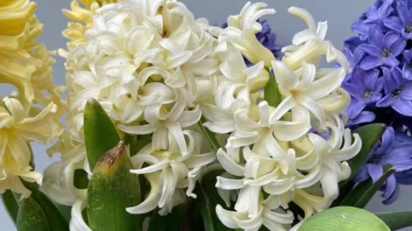 金牛区中高档养老院经验分享，春季花草推荐：风信子（上）