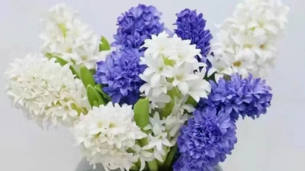 金牛区中高档养老院经验分享，春季花草推荐：风信子（中）