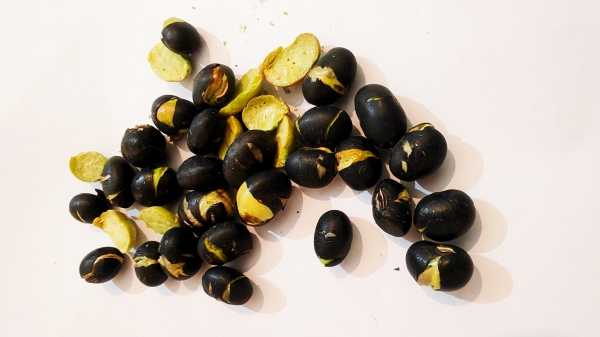 成都好的养老院一暄康养为您介绍冬季必吃的食物（二）