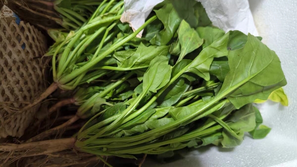 成都养老院冬时令蔬菜推荐——菠菜