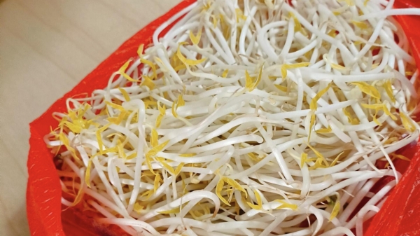 成都养老院冬时令蔬菜推荐——豆芽