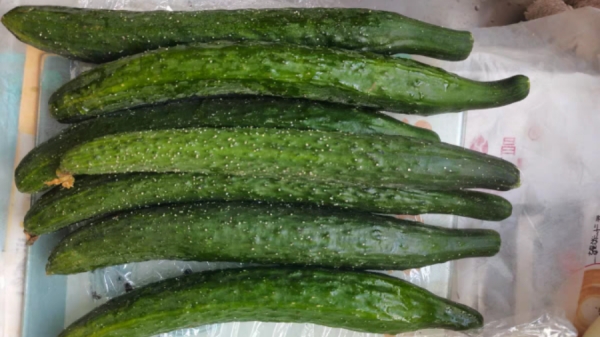 成都金牛区养老院带您了解夏季美味之黄瓜