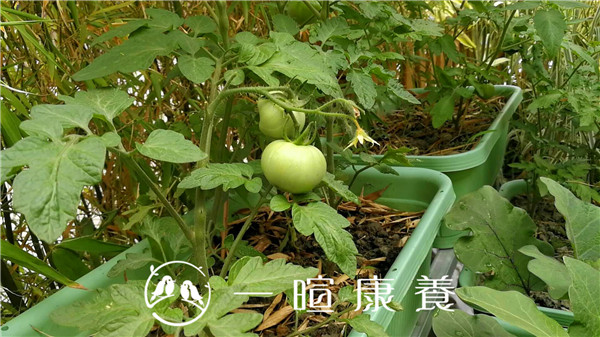 一暄康养告诉你番茄的养生作用