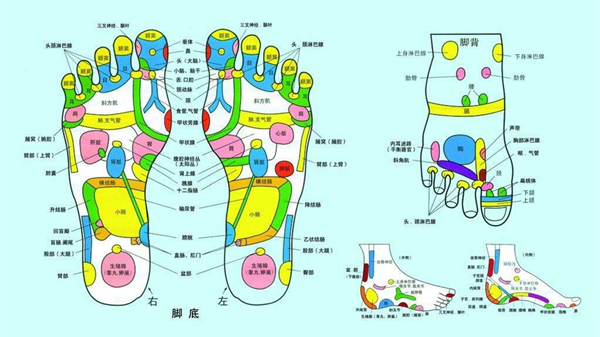 足底按摩虽好，仍需谨慎！成都养老院为您分享（一）-血液循环