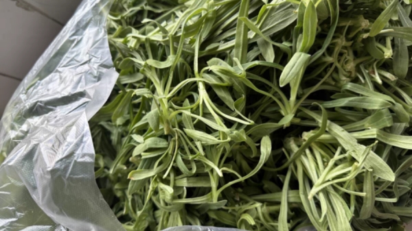 春季吃野菜正当时，但野菜真的健康吗？