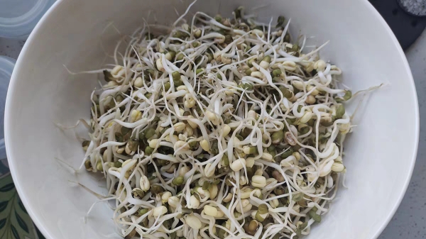 豆类食物发芽