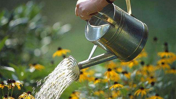 一暄康养西门分院为您分享：春季种花养护方法（一）如何正确浇水