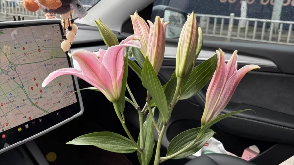 成都高端养老院一暄康养经验分享——适合老年人种植的花草推荐：百合花1