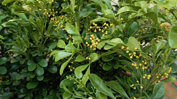 一暄康养经验分享——适合老年人种植的花草推荐：米兰