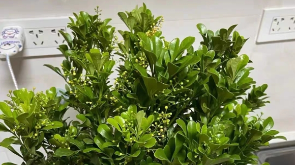 成都高端养老院一暄康养经验分享——适合老年人种植的花草推荐：米兰2