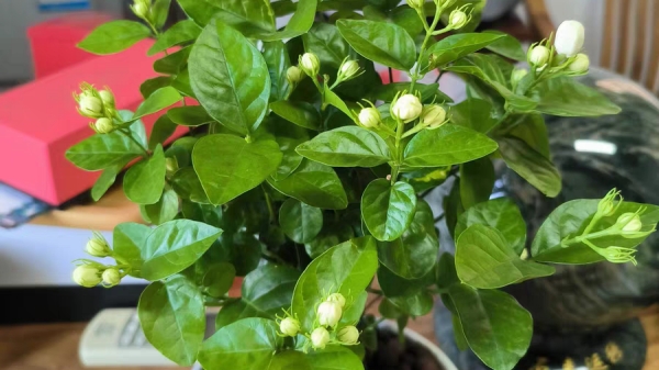 一暄康养经验分享——适合老年人种植的花草推荐：茉莉