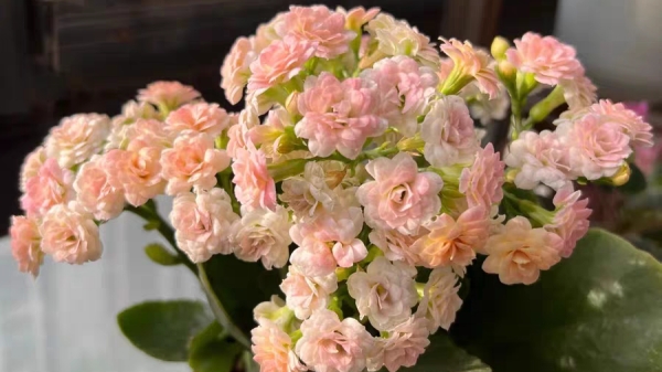 成都高端养老院一暄康养经验分享——适合老年人种植的花草推荐：长寿花1