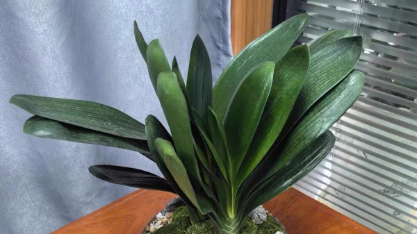 一暄康养经验分享——适合老年人种植的花草推荐：君子兰