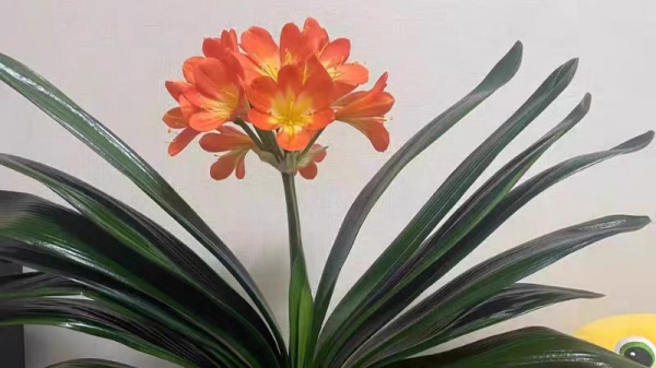 成都高端养老院一暄康养经验分享——适合老年人种植的花草推荐：君子兰2