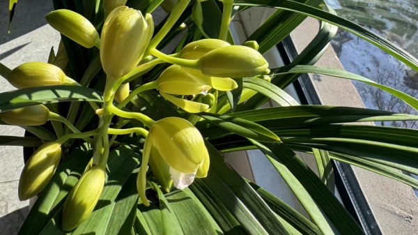 一暄康养经验分享——适合老年人种植的花草推荐：兰花