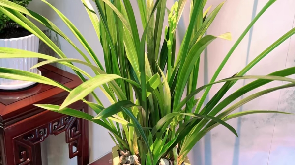 成都高端养老院一暄康养经验分享——适合老年人种植的花草推荐：兰花2