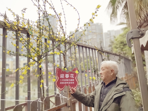 迎春花