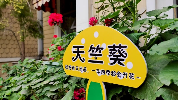 天竺葵