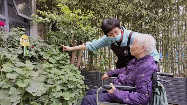 欣赏天竺葵的长者