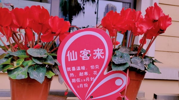 仙客来