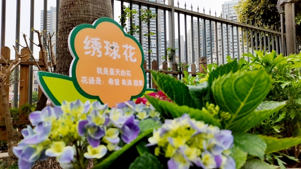 绣球花