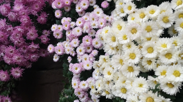 一暄康养经验分享——适合老年人种植的花草推荐：菊花