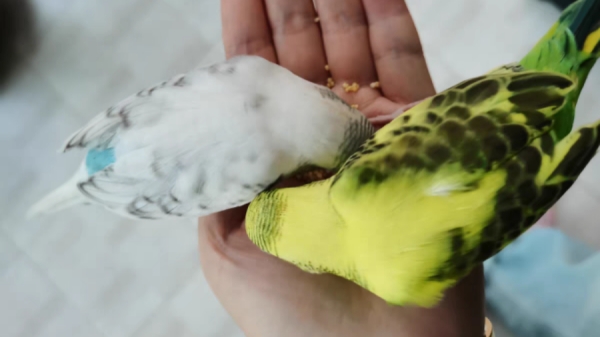 成都高档养老院一暄康养带您了解虎皮鹦鹉品种之——鱼鳞种