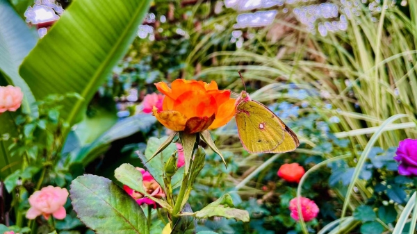 成都养老经验：夏季老年人被蚊虫叮咬的处理